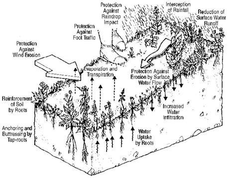 Using Vegetation for Erosion Control on Construction … - raincitystudios.com