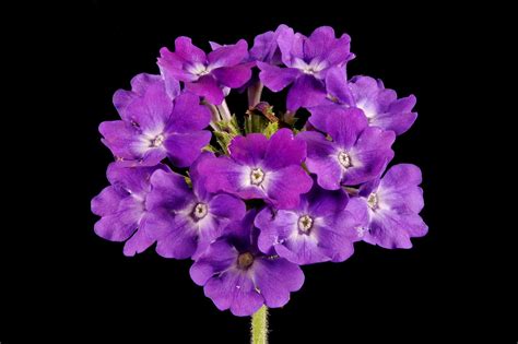 USPP15760P2 - Verbena×hybrida plant named ‘Arbena’ - Google …