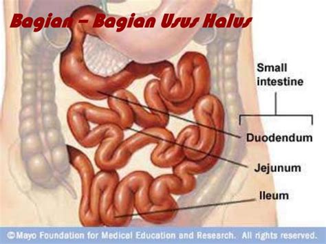 Usus halus - Wikipedia bahasa Indonesia, ensiklopedia bebas - muktibox.com