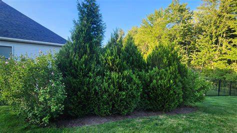 Utility Shrubs for Privacy and Security in Gardens - Live to Plant - raincitystudios.com