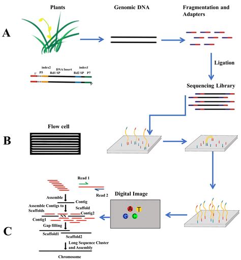 Utilization of Genome Sequencing Technology to Accelerate Plant ... - muktibox.com