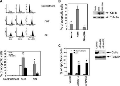 Ubiquitin ligase Cbl-b sensitizes leukemia and gastric cancer cells …