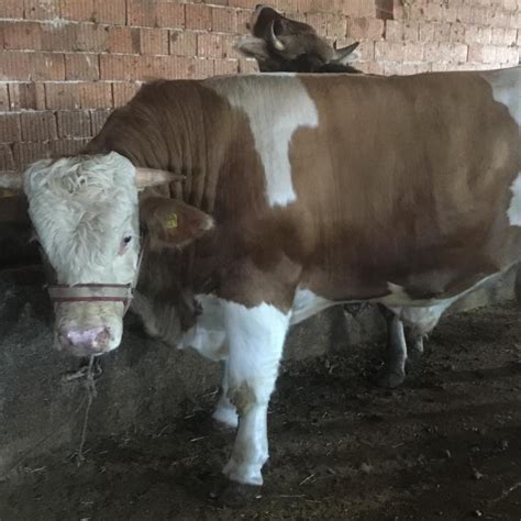 Ucaralp Halı ve Koltuk Yıkama