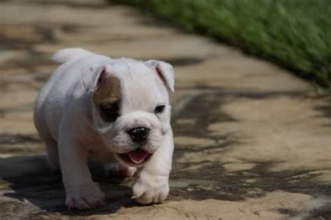 Uga Bloodline Bulldog Puppies For Sale