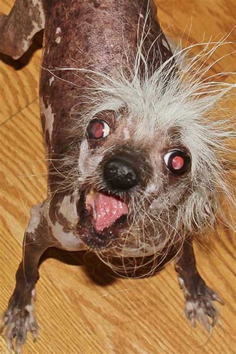 California Fair Crowns World's Ugliest Dog. of 11. Browse Getty Images' premium collection of high-quality, authentic Ugly Dogs stock photos, royalty-free images, and pictures. Ugly Dogs stock photos are available in a …. 