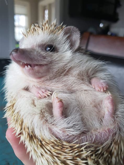 Ugly hedgehog daily digest. Things To Know About Ugly hedgehog daily digest. 
