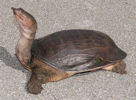 Ugly turtle. Even though it is, in theory, possible to provide your turtle with the environment it needs to thrive, most people don't have the time, money, or desire to put so much effort into their turtle pet. Here are the main reasons you shouldn't get a turtle or tortoise. 1. You Don't Have Enough Room. 