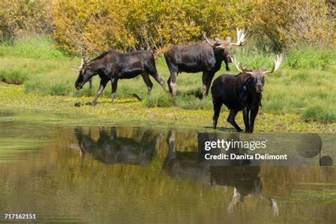 Uintah Utah Photos and Premium High Res Pictures - Getty Images