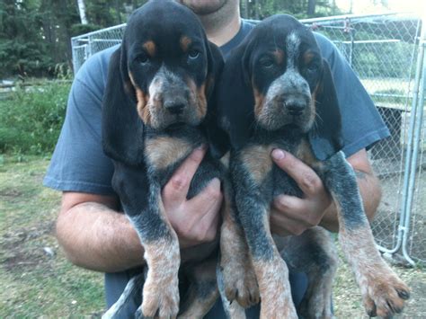 Ukc coonhounds and pups for sale. Pure bred BlueTick Coonhound puppies. 5 male BlueTick Coonhounds. Born March 17, 2023 Both parents are from Black Jack BlueTick Kennels of NC. Both have championship bloodlines. Puppies are all Blue and White. No red or brown. Puppies are completely weaned, dewormed, have their first shots and are ready to go! 