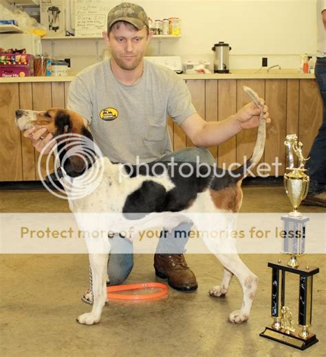 UKC Forums > UKC Free Classifieds > Coonhound Classifieds > Blueticks: Dogs and Puppies For Sale > Young prospect : Last Thread Next Thread: Author: Thread : Djc1998 New UKC Forum Member. Registered: Aug 2023 Location: Rocky mount, va Posts: 5. Young prospect. Looking for good young started dog that'll make the cut call or text 5408149393 ....