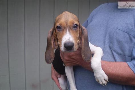 Ukc treeing walker. UKC Forums > UKC Free Classifieds > Coonhound Classifieds > Treeing Walkers: Dogs and Puppies For Sale (Moderated by: Allen / UKC , Todd K / UKC ) Subscribe to this Forum 