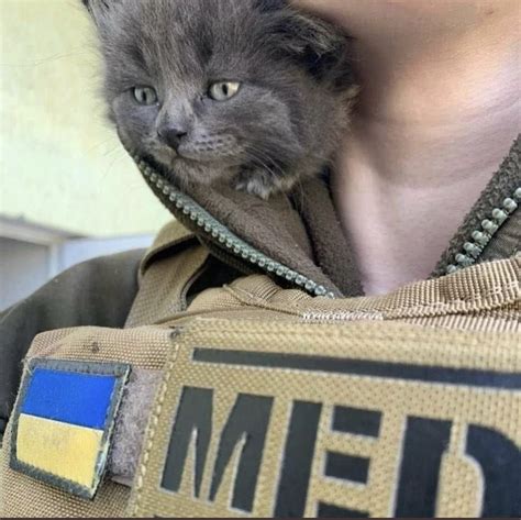 UkrARMY cats & dogs (@UAarmy_animals) / Twitter