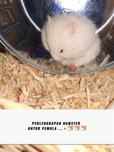 Ukuran hamster dewasa