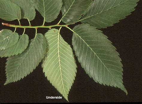 Ulmus americana Landscape Plants Oregon State University