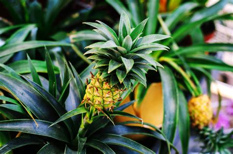 Ultimate Guide to Pineapple Plant Care at Home