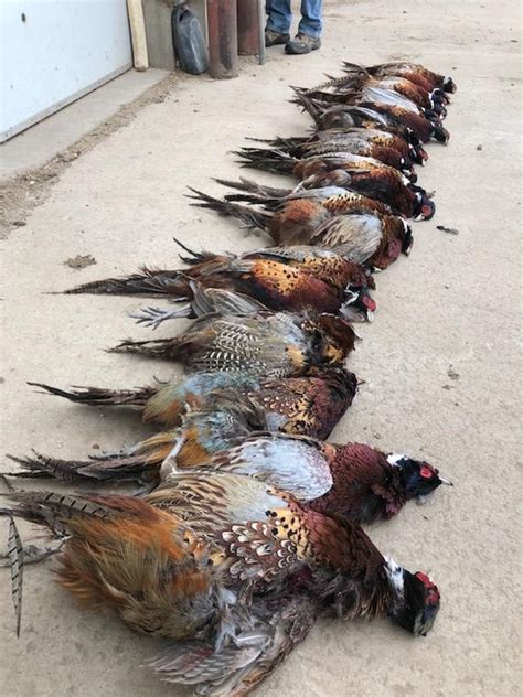 Ultimate Pheasant Hunting Forums