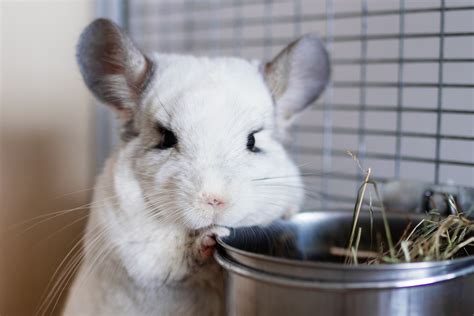 Ultimate chinchilla care chinchillas as pets the must have guide for anyone passionate about owning a chinchilla. - Clinical target volumes in conformal and intensity modulated radiation therapy a clinical guide to cancer treatment.