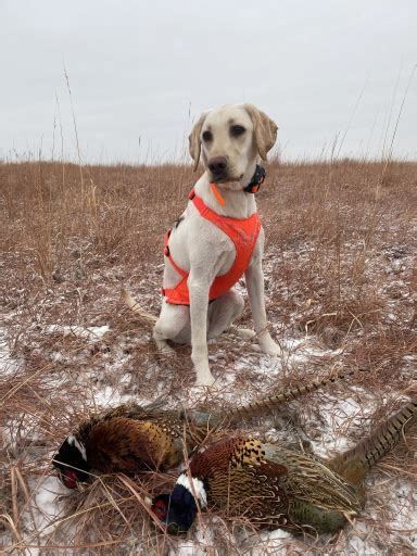 how many have tried, seen, or been with someone who tried pheasant hunting with a bow and arrow Ultimate- meaning- not out to kill a limit but the sheer experience of trying to get the wild rooster with a bow and arrow in flight. 