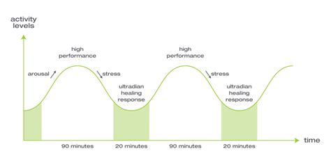 Ultradian Rhythms in Prolonged Human Performance