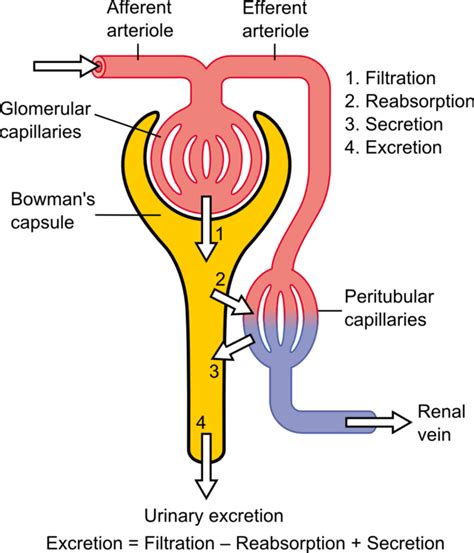 Ultrafiltration (kidney) - Wikipedia