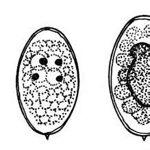 Ultrastructure of an opecoelid daughter sporocyst,