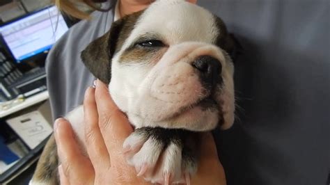 Umbilical Hernia Bulldog Puppy