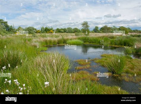 Umbra Reserves and species - The Wildlife Trusts