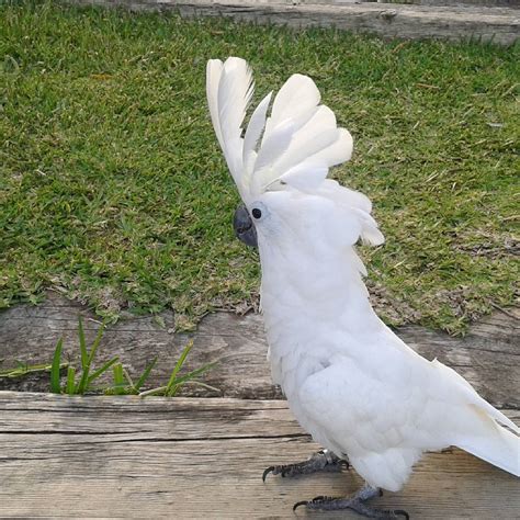 For Sale. Gender. Mixed. Incredibly sweet and trained Umbrella cockatoo ready now for his forever home. He's fully weaned on a healthy diet of organic pellets and vegetables. …. View Details. $5,500.. 