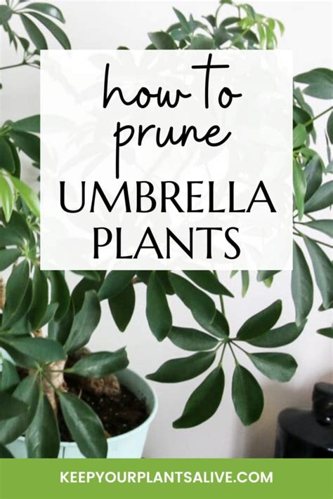 Umbrella plant care: pruning, watering & more - Plantura