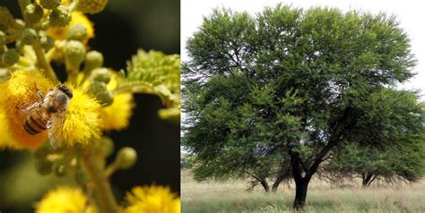 Umunga tree spiritual meaning.  Holly Tree.  The Zulu community strongly...