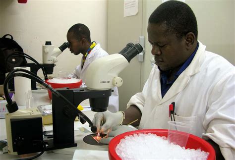 Un científico africano podría acabar con la malaria editando el ADN de un mosquito