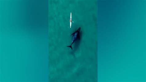 Un curioso cetáceo sigue un kayak mientras Australia se deleita con un excelente conteo anual de ballenas jorobadas