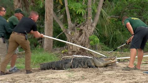 Un hombre en Florida pierde un brazo por ataque de caimán de tres metros