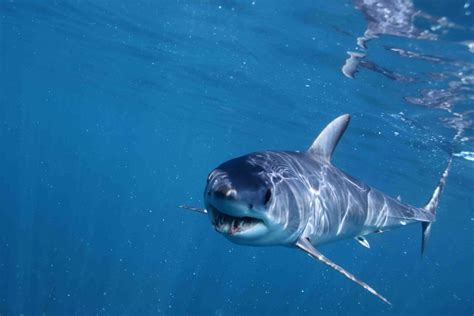 Un hombre muere tras un ‘encuentro con tiburones’ en Hawái