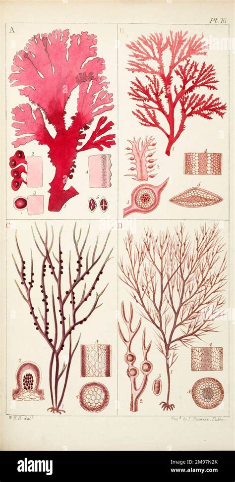 Un manual de las algas marinas británicas por william henry harvey. - Ausführliche nachricht von neuentdeckten zoolithen unbekannter vierfüsiger thiere,.