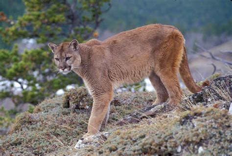 Un puma en danger