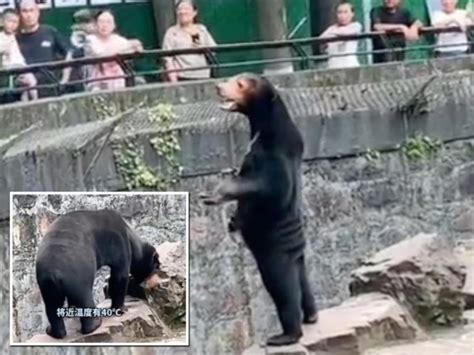 Un zoológico chino niega que sus osos sean personas disfrazadas