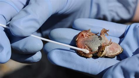 Una aterradora enfermedad fúngica está infectando a las ranas en África. Te contamos por qué es importante