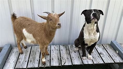 Una cabra y un perro rescatados encuentran un hogar definitivo juntos