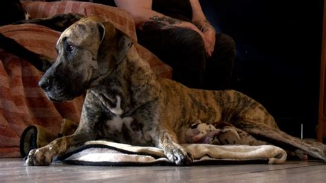Una gran danesa de Virginia da a luz a 21 cachorros en 27 horas