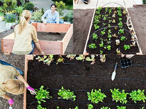 Una guida orticola per il giardinaggio a letto rialzato. - Social studies subtest praxis test study guide.