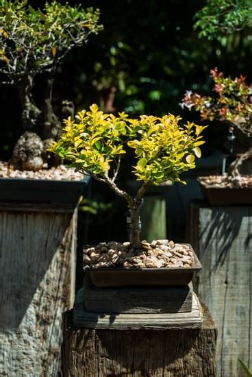 Una guida passo passo alla coltivazione e alla visualizzazione dei bonsai. - Sociologie du rite (tabou, magie, sacre?)..