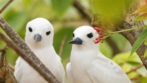 Una guida per birdwatching alle seychelles. - Versuch einer neuen grundlegung der philosophie bei merleau-ponty.