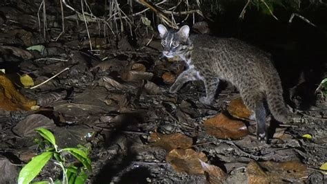 Una isla japonesa impondrá un límite al turismo para proteger al gato salvaje autóctono