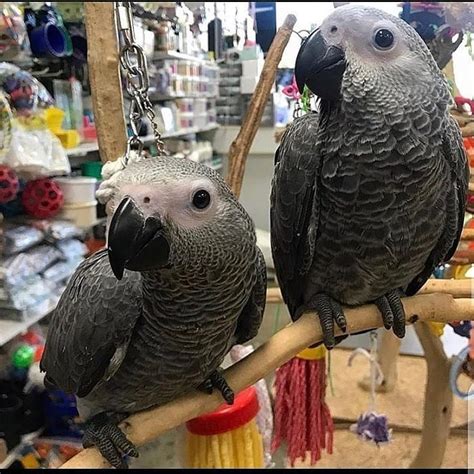 Una nuova guida per i proprietari dei pappagalli grigi africani. - Recettes de santé et de longévité..