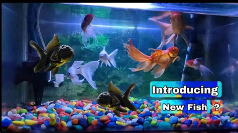 Unboxing Oranda Goldfish - YouTube