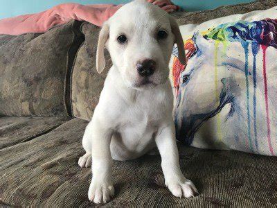 Portidoodle puppies read... Hillsboro, NH ~ $600.00 More Photos! Stud service. Fully regi... Pittsfield, ME ~ $500.00 ... Contact Uncle Henry's. 