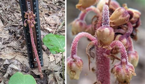 Uncommon plant discovered in the Berkshires for the first time