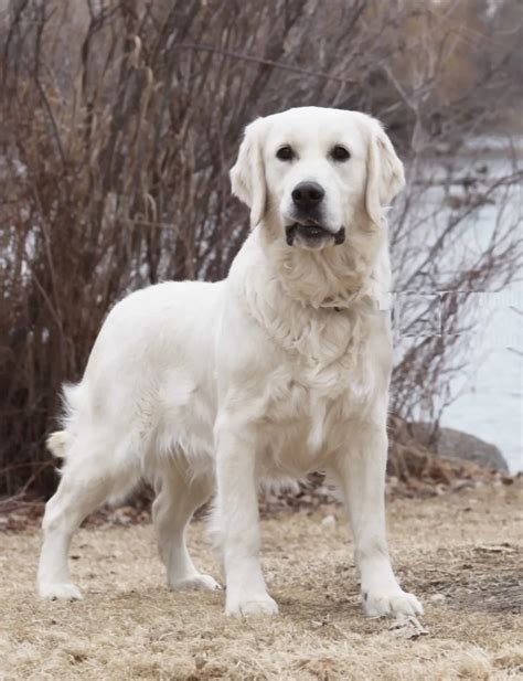 Uncover the Enchanting Appeal of White Golden Retrievers: A Comprehensive Guide