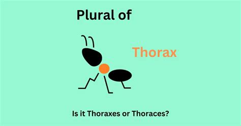 Uncover the Intriguing World of Thoraces: A Comprehensive Guide to Plural of Thorax